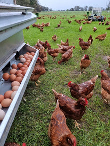 Warrina Produce Barnawartha - Eggs Dozen 700g