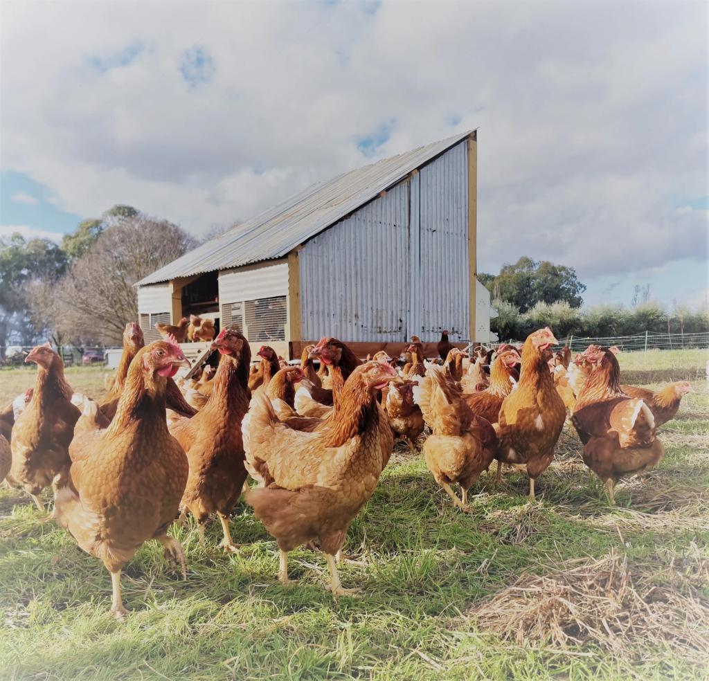Warrina Produce Barnawartha - Eggs Dozen 700g