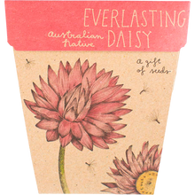 Sow 'n Sow - Gift of Seeds Everlasting Daisy