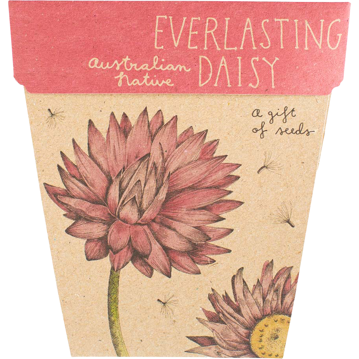 Sow 'n Sow - Gift of Seeds Everlasting Daisy