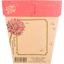 Sow 'n Sow - Gift of Seeds Everlasting Daisy