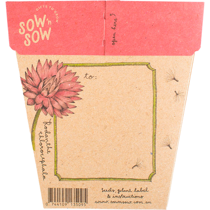 Sow 'n Sow - Gift of Seeds Everlasting Daisy