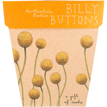 Sow 'n Sow - Gift of Seeds Billy Buttons