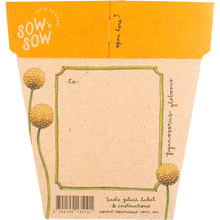 Sow 'n Sow - Gift of Seeds Billy Buttons